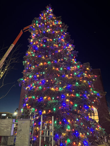 A towering evergreen in full color