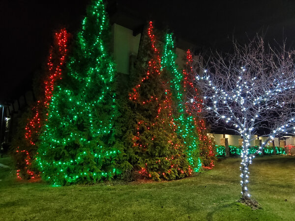 Evergreens in red and green