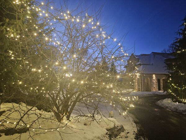A bramble lit like fireflies at dusk